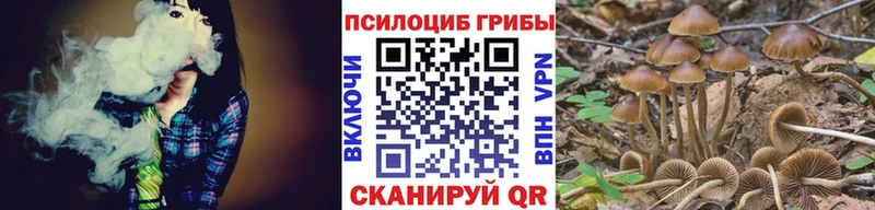 мега ссылка Реутов Псилоцибиновые грибы Psilocybe