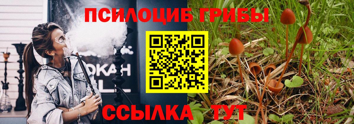 Реутов  Галлюциногенные грибы Psilocybine cubensis  Вход с VPN 
